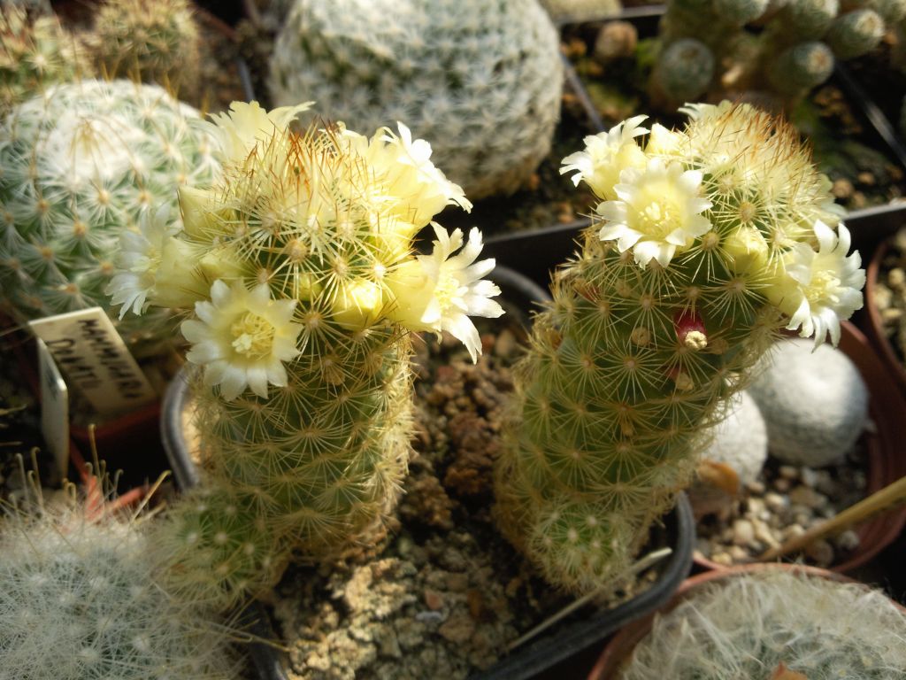 Mammillaria elongata